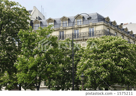 Maronie trees on the Champs Elysees main street 1575211