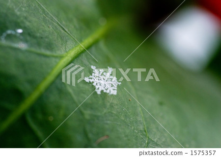 Snow crystal on green leaves 1575357
