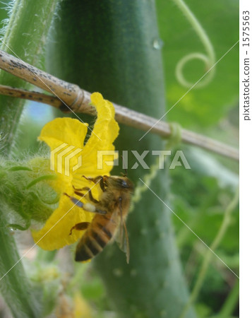 綠葉 嫩葉 蜜蜂 1575563