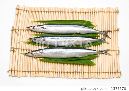 三條生魚 1575570