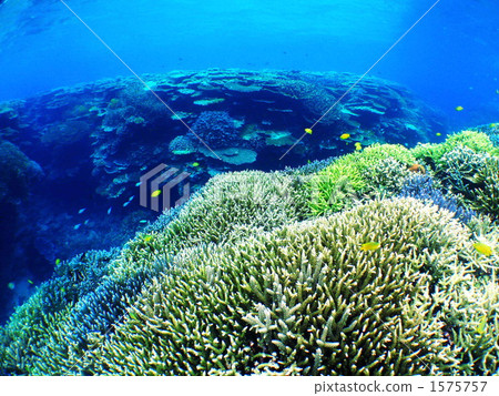 Maze of coral reefs 1575757