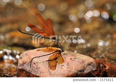 Clear flow and Miyama Kawatonbo Clear flow and Miyama Kawatonbo 1575811