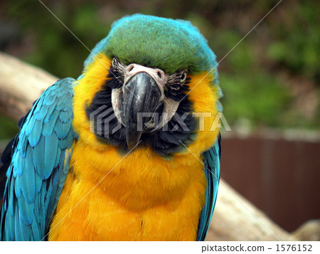 鸚鵡的表情 1576152