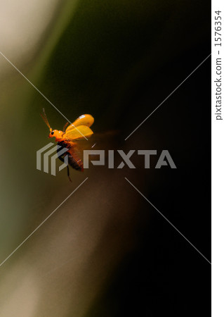 Urihamushi的飛行 1576354