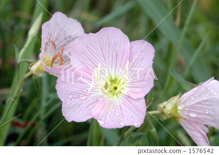 月見草桐 月見草桐 1576542