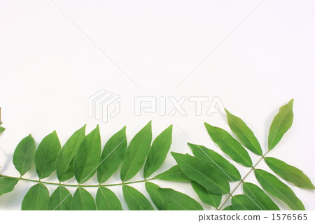 富士紫藤 1576565