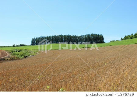 美瑛的風景 1576789