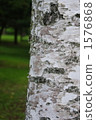 White birch tree skin 1576868