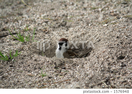 Bathing in a sparrow Bathing in a sparrow 1576948