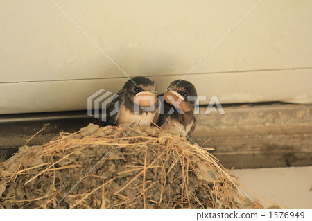 A young bird waiting for a parent 1576949