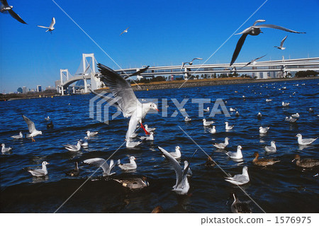 海鷗 鷗 吊橋 1576975