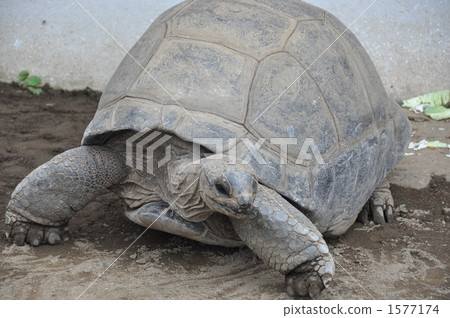 Giant tortoise Giant tortoise 1577174