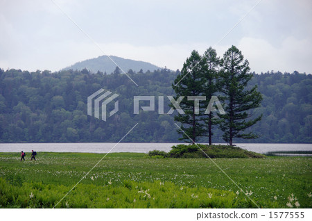 Three larch of Ozenuma 1577555