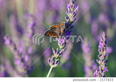 Ladybird and Lavender 1577833