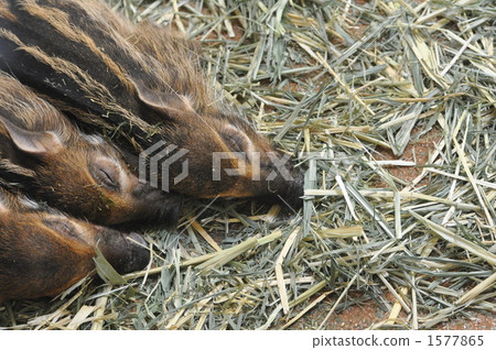 Wild Boar Baby Wild Boar Baby 1577865