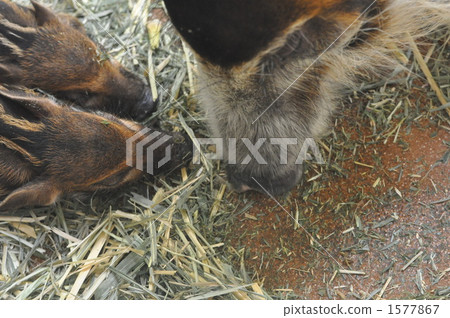 Parent and child of wild boar 1577867