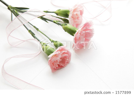 粉紅色的康乃馨和絲帶 1577899