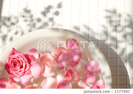 花浴 花蕾 玫瑰 1577997