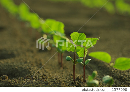 Edamame seedlings Edamame seedlings 1577998