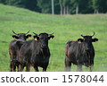 cow, cattle, cows 1578044