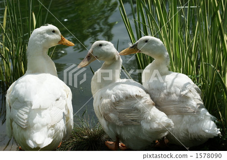 Three good friends ~~ 1578090