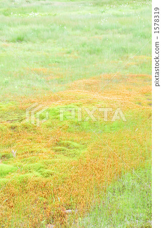 草原(Kusatsu Shiraneyama) 草原(Kusatsu Shiraneyama) 1578319