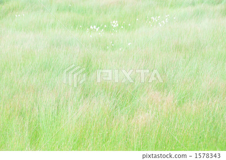 草原（Kusatsu Shiraneyama） 1578343