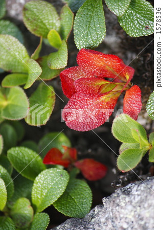 A pair of early 1578536