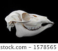 Ezo deer female cranial specimen 1578565