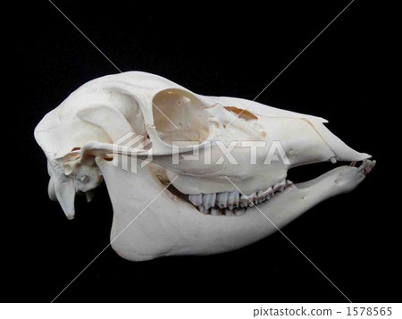 Ezo鹿女性顱標本 1578565