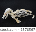 Azumogra whole body skeletal specimen 1578567