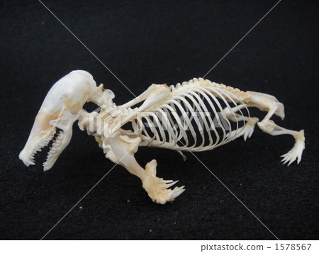 Azumogra whole body skeletal specimen Azumogra whole body skeletal specimen 1578567