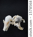 Azumogra whole body skeletal specimen 1578568