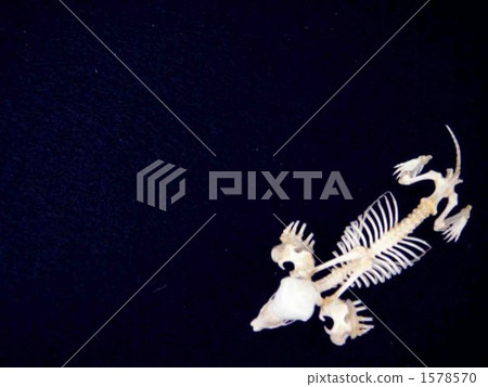 Azumogra whole body skeletal specimen 1578570
