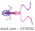 Bullfrog Transparent Specimen 1578592