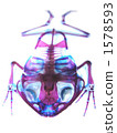 Transparent speciosa 1578593