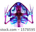 Transparent speciosa 1578595