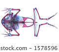 Transparent speciosa 1578596