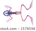 Bullfrog Transparent Specimen 1578598