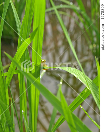 稻田青蛙 1578899