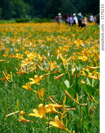 Day Lily, oze national park, full summer 1579210