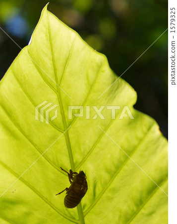 Cicada shell Cicada shell 1579325