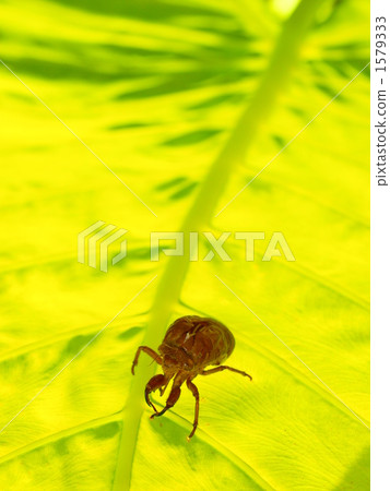 Walking shell Walking shell 1579333