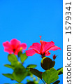 Hibiscus shining in the blue sky 1579341