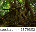 Tangled roots 1579352