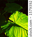 alocasia odora, giant upright elephant ear, night-scented lily 1579392
