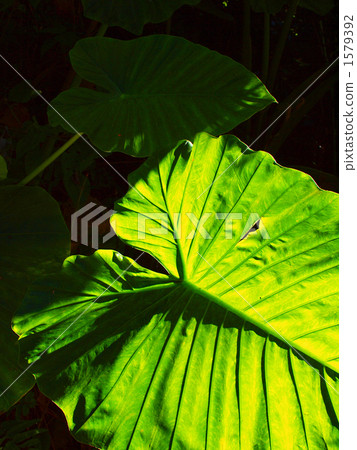 alocasia odora, giant upright elephant ear, night-scented lily 1579392