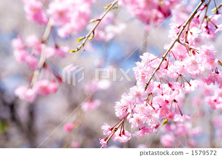Red flowering cherry blossoms in full bloom 1579572