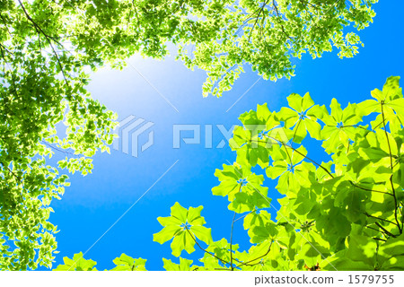 Fresh green of bluefin tuna and enoki and blue sky Fresh green of bluefin tuna and enoki and blue sky 1579755