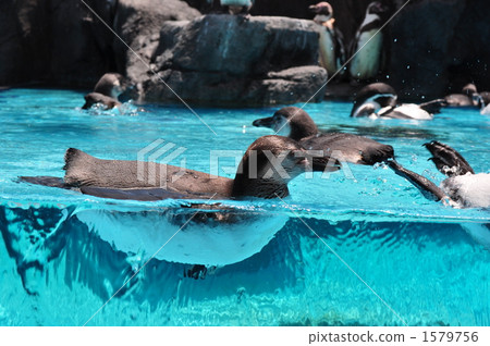 Swimming penguins Swimming penguins 1579756